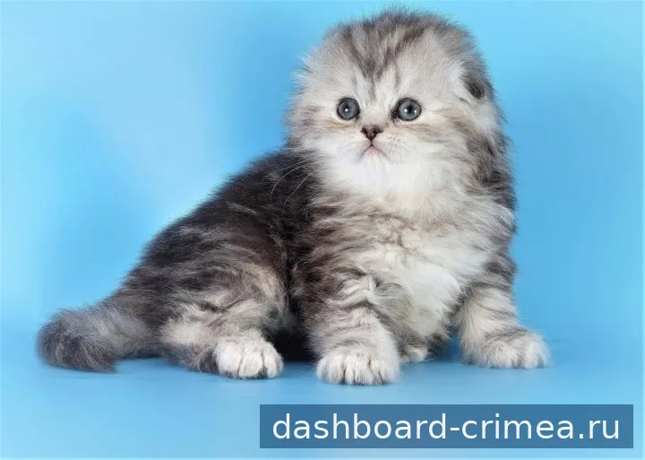 Шотландская Хайленд Фолд котенок — Кошки — Симферополь