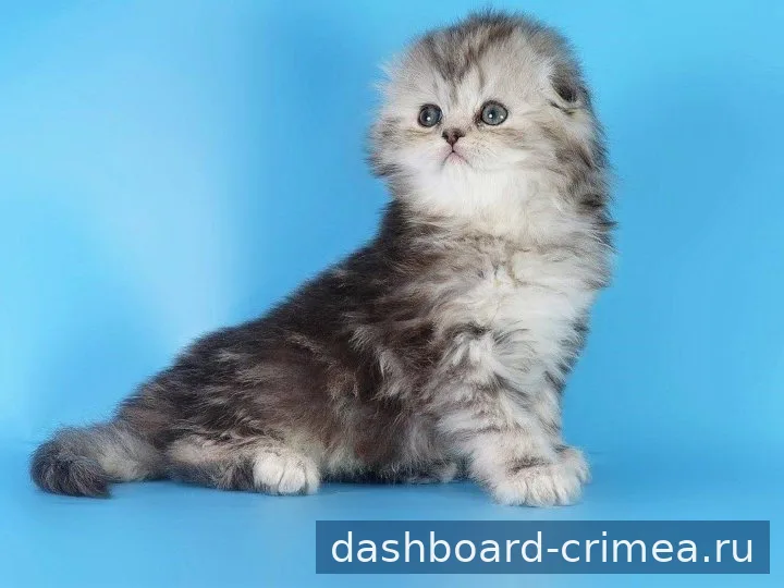 Шотландская Хайленд Фолд котенок — Кошки — Симферополь — фото 3