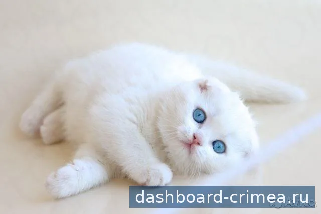 шотландские элитные котята — Кошки — Симферополь