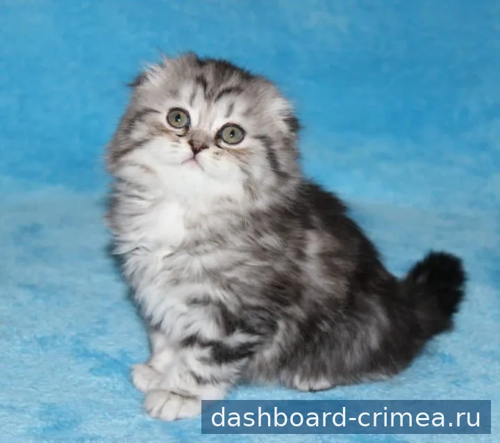 Шотландская Хайленд Фолд котенок — Кошки — Симферополь — фото 2